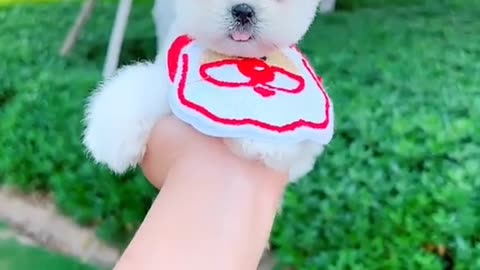 Cute pomeranian funny 😍 cut doge video N 2