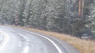 Wolf Pack Wanders Across Yellowstone Road