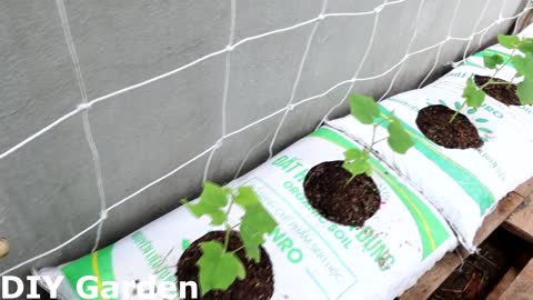 How to grow cucumbers to produce a lot