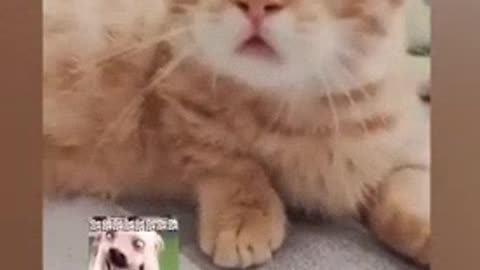 Funny cat