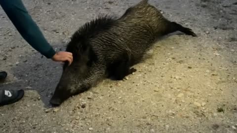 Petting a Wild Boar