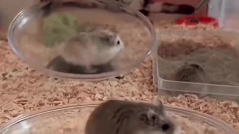 Funny animals funny mouse traped mist satisfying video of trappinng