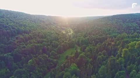 Amazon forest in amazing animal