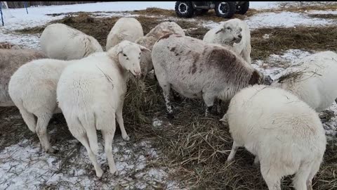 Farming in Freezing Rain & Muck, Adjusting Feeding Rates and the Myth of Fat Grassfed Sheep