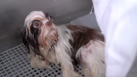 Leisure Bubble Time: Cute Dogs Enjoy Beauty Shower Day