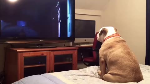 Bulldog watches a horror movie!