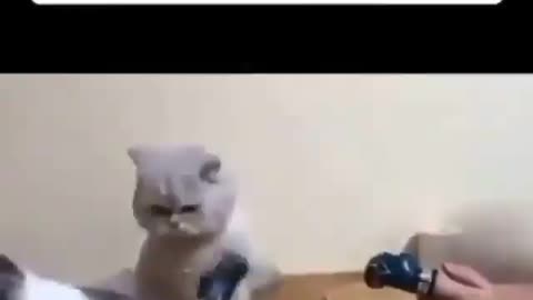 Cat funny video