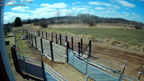 Best Pig Pen for Feeder Pigs