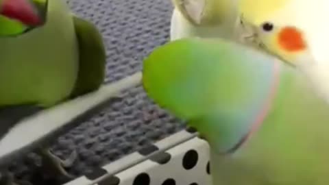 Cute Parrot speaks to his friends 🤗