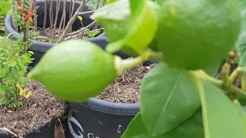 baby lemons