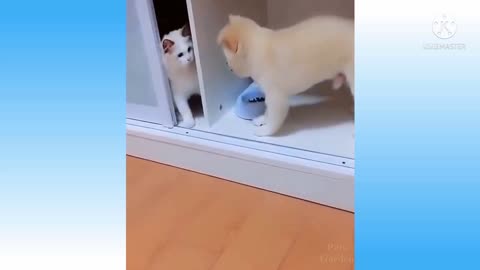 Funny Cats 😹 And Dogs 🐶 Videos - Try Not To Laugh!