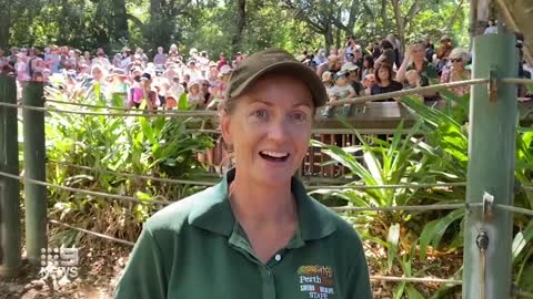 Perth Zoo is preparing to farewell a jumbo icon as Tricia the Elephant nears the end of her life.