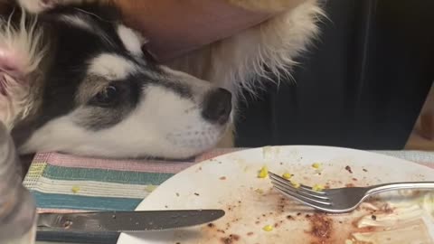 Kitten Chows Down on Corn on the Cob