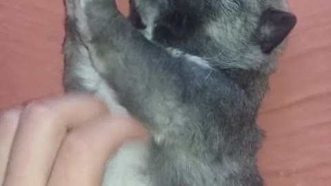 Haciéndole cosquillas a un cachorro Husky recién nacido