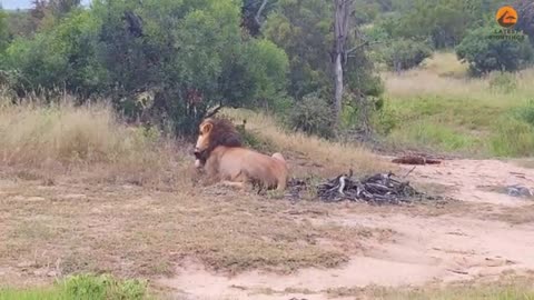 Wild Dogs Want to Save Brother From Lion