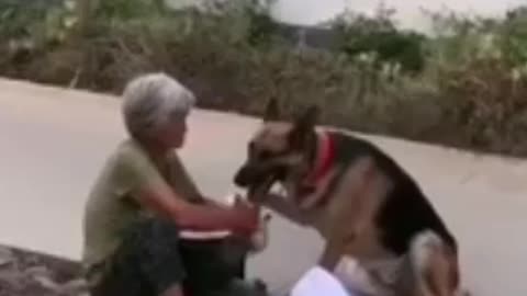 Girl's helping dog