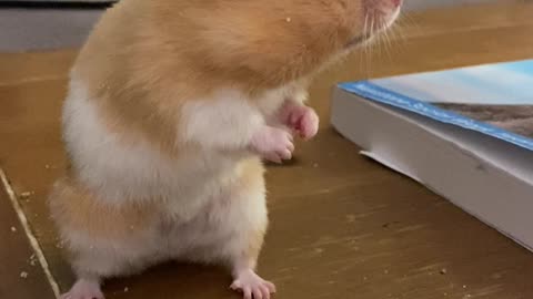 Hamster Drops Green Bean Mid Eating