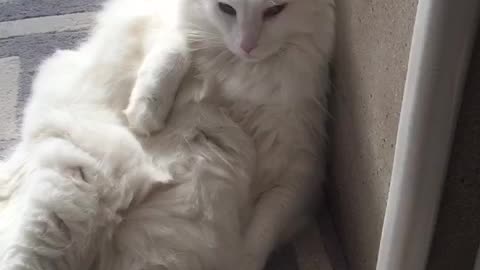 Cat sits like human