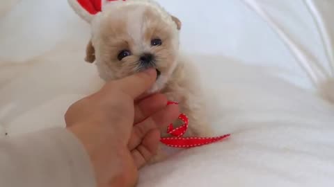 Cute white miniteacup Pomeranian puppy