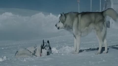 Eight Below Movie Review/Summary In Hindi/Urdu