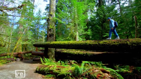 Vancouver Island in 8K - Paradise of Canada (60FPS) !