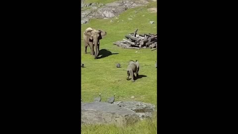 baby elephant fell while playing