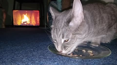 Tabby Cat Eats Tuna Tuscany