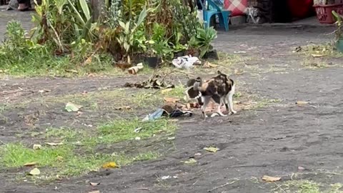 Bird Won't Leave Cat Alone