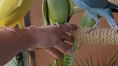 Super Cute And Funny Parrots #17