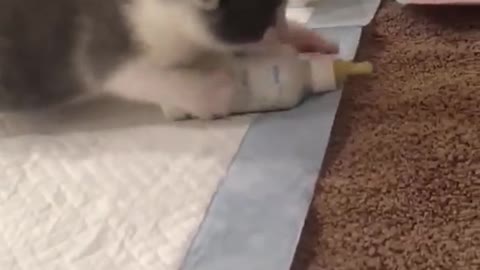 Tiny Kitten is Frantic at Feeding Time