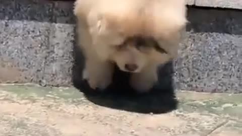 😍Aww he's so clumsy🥺🥺Cute Dog🐶Funny Dog🤣 #shorts