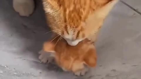 Mother cat Carrying her sick kitten