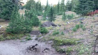 Oregon – Mount Hood – Hiking the Alpine Forest