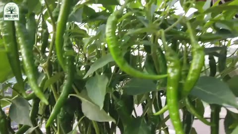 Chili Pepper Magic: Growing with 100% Cocopeat! @indulovenature