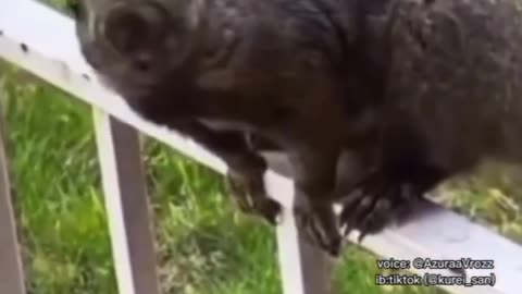 Funny animal video