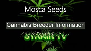 Mosca Seeds - Cannabis Strain Series - STRAIN TV