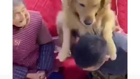 Dog refuses to have son mess with grandma, not on his watch🤣!