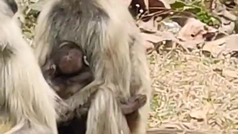 Cute monkey just born