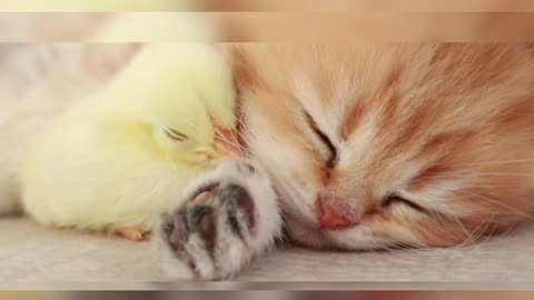 Affection Between a Kitten and a little Chicken😺🐤