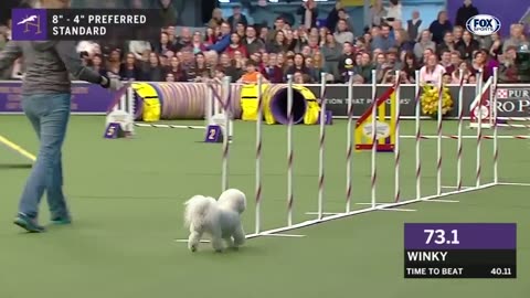 Watch 5 of the best WKC dog show moments to celebrate National puppy day.