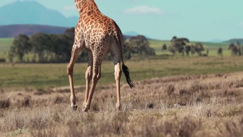 Giraffe #animal zoo