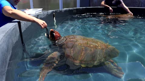 Why are loggerhead turtles colonizing the Mediterranean?