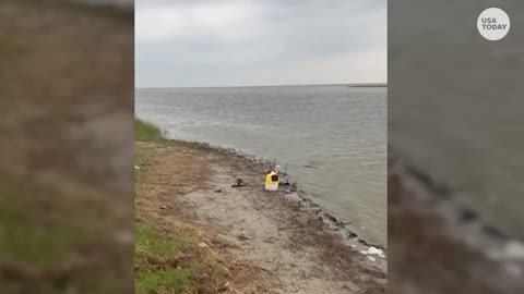 Hammerhead shark sighting leaves Fisherman stunned | USA Today