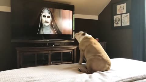 BULLDOG REACTION TO NUN TRAILER