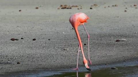 Flamingo hunting flies