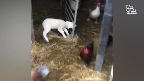 Finniest farm animals