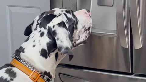 Great Dane Whines for Ice Cubes From Refrigerator