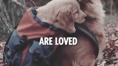 Only women, children and dogs - inspirational video ... motivational quotes.