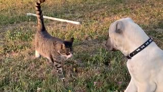 Cat introduces himself to Kangal puppy.