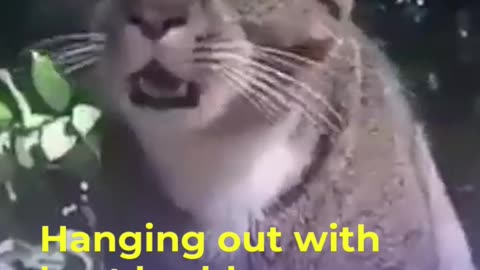 This cats are very naughty this video is very funny